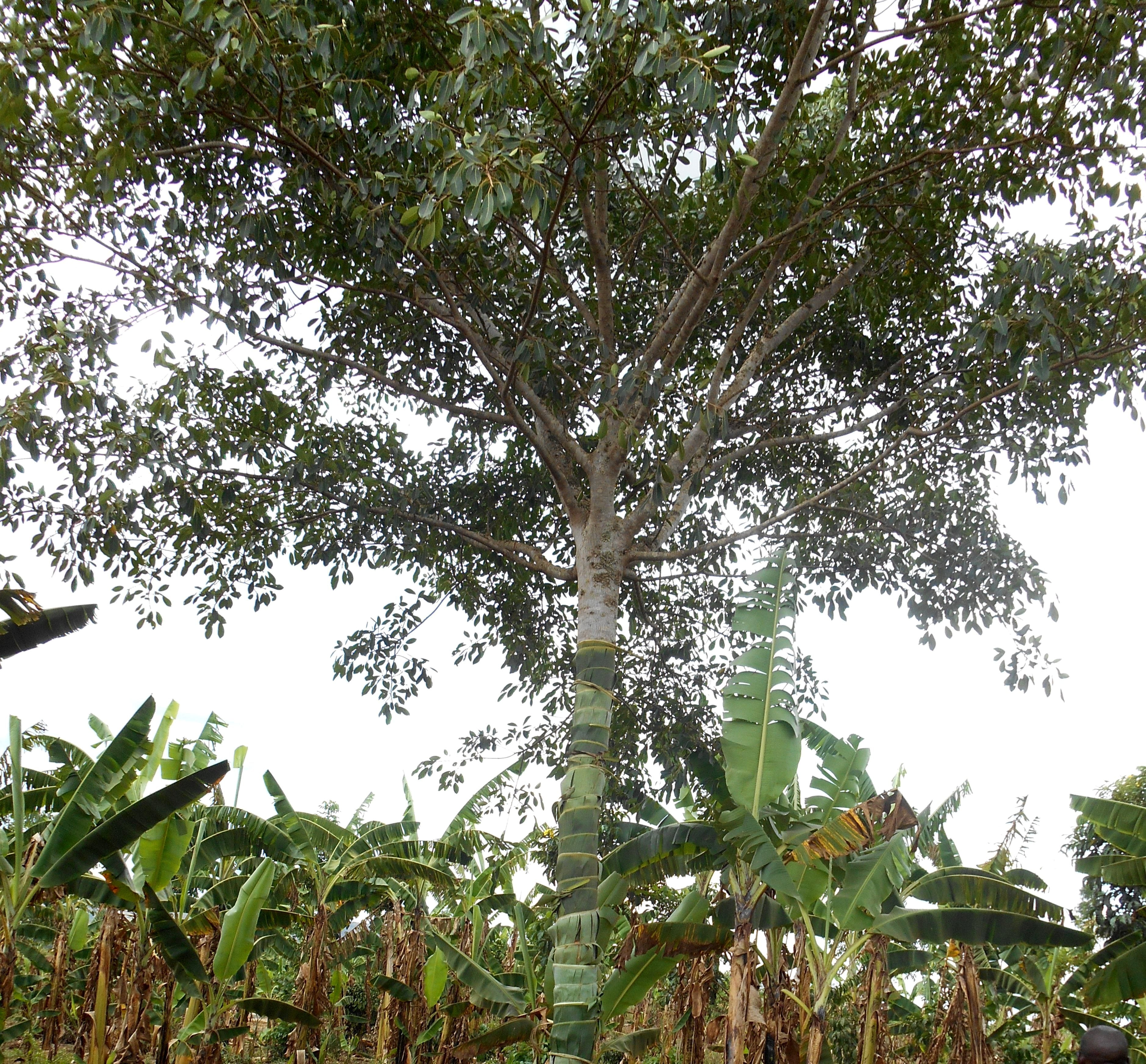 Acaali_Rotin_abat jour lampe à poser_Terracotta