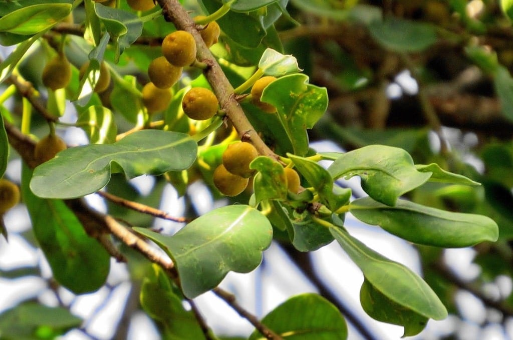 Acaali_Rotin_abat jour lampe à poser_Terracotta