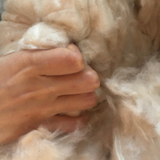 Main touchant la fibre naturelle de kapok, douce comme du coton