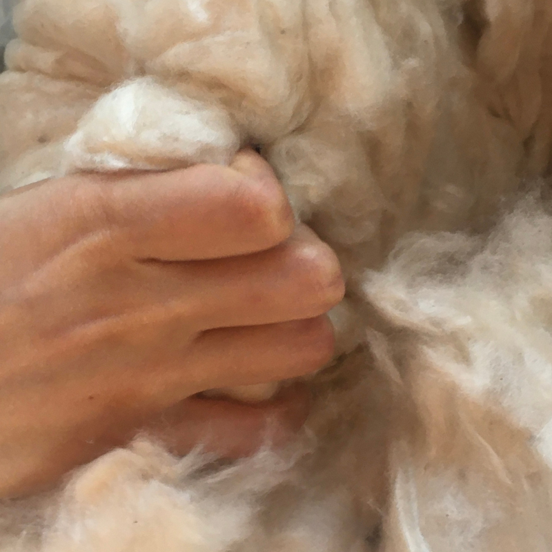 Main touchant la fibre de kapok, douce comme du coton